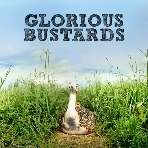 GLORIOUS BUSTARDS