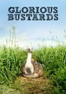 GLORIOUS BUSTARDS