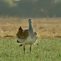 GLORIOUS BUSTARDS