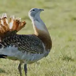 GLORIOUS BUSTARDS