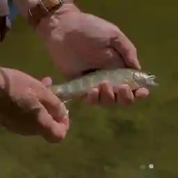 LAND OF LITTLE RIVERS