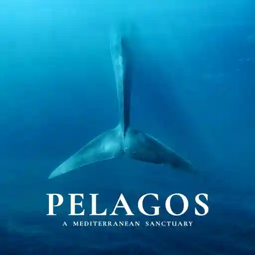 PELAGOS, A MEDITERRANEAN SANCTUARY