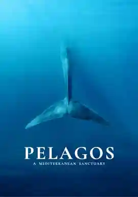 PELAGOS, A MEDITERRANEAN SANCTUARY