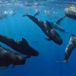 PELAGOS, A MEDITERRANEAN SANCTUARY