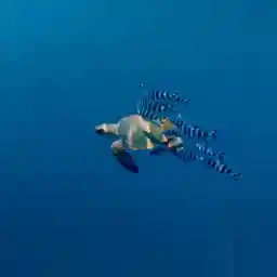 PELAGOS, A MEDITERRANEAN SANCTUARY